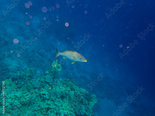 Trumpet emperor in the coral reef of the Red Sea © glebantiy