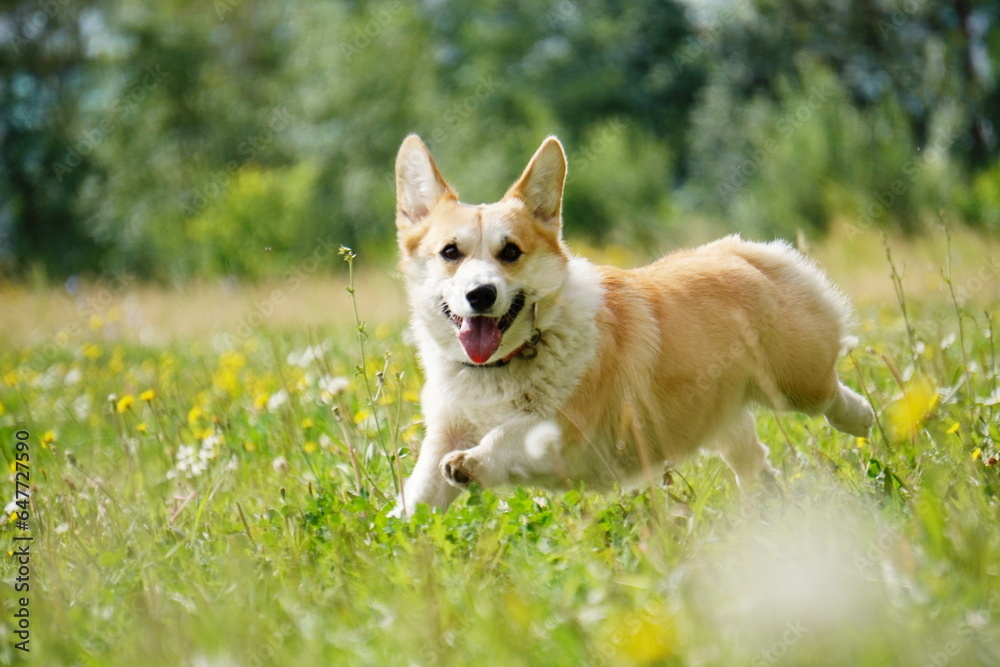 welsh corgi corgi dog run playing in the grass welsh corgi corgi dog run playing in the grass