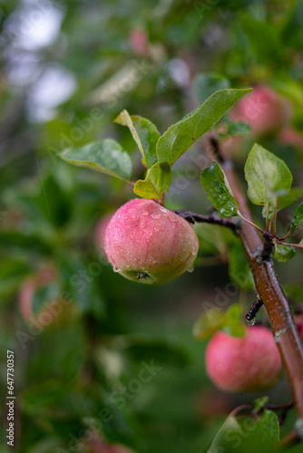 Red ripe apple with green leaves on a tree branch under the rain. The photo was taken in a green garden.