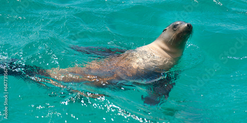 Galapagos Fur Seal (Arctocephalus Galapagoensis) Swimming In The Pacific Ocean; Galapagos, Equador photo