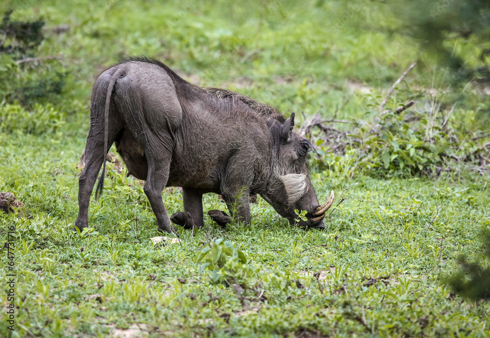 Female warthog feeds on grass in the swampy floodplain.