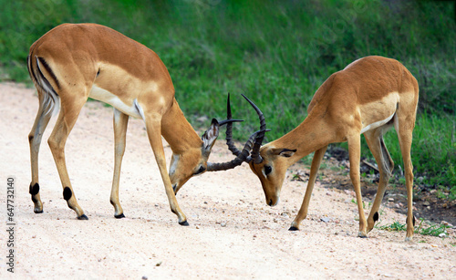 Establishing hierarchy in herd of African impala antelopes by means of clash of horns.