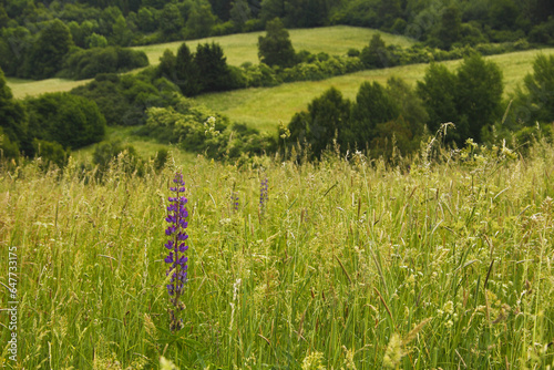 Wildflower Growing In A Field Of Tall Grasses In The Countryside Above The Old Town; Cesky Krumlov, Czech Republic photo