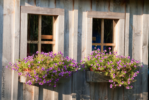 Close Up Of Two Windows With Flowering Planter Boxes On Wooden Shed; Flesherton, Ontario, Canada photo