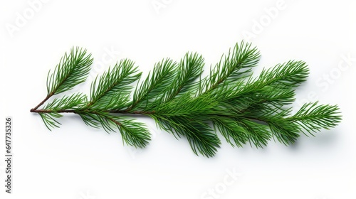 pine leaves on white background