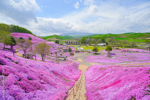 東藻琴芝桜公園