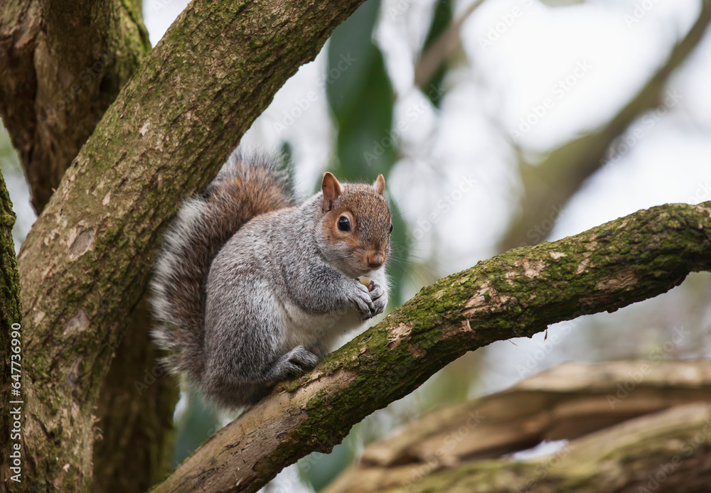 A squirrel in a tree; Middlesborough teeside england A squirrel in a tree; Middlesborough teeside england