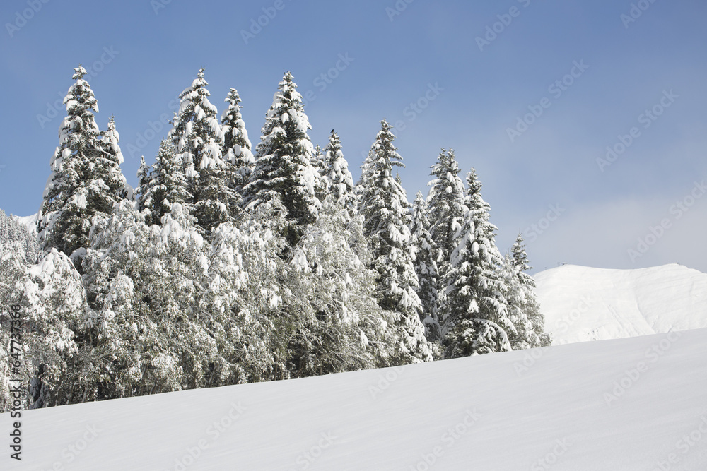 Snow Covered Trees In Snow Covered Field With Snow Covered Mountain And Blue Sky; Hintertux, Austria Snow Covered Trees In Snow Covered Field With Snow Covered Mountain And Blue Sky; Hintertux, Austria