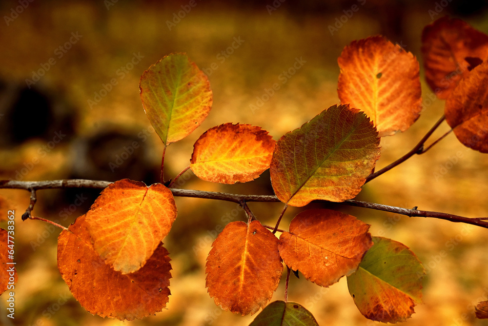 Beautiful autumn background with maple leaves on a black asphalt close up. Colorful Outdoor autumn concept