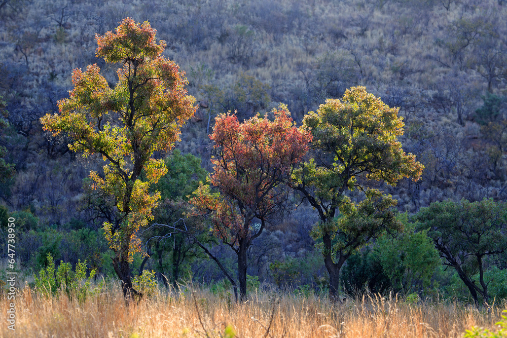 3 trees in the light