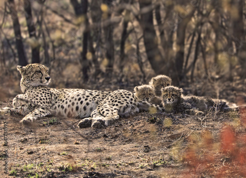 Cheetah with 3 cubs