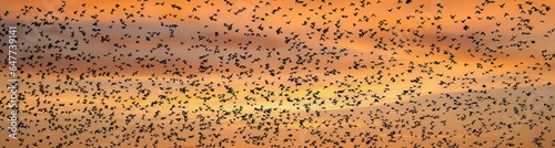 A flock of starlings in flight over a vineyard near Salem, Oregon