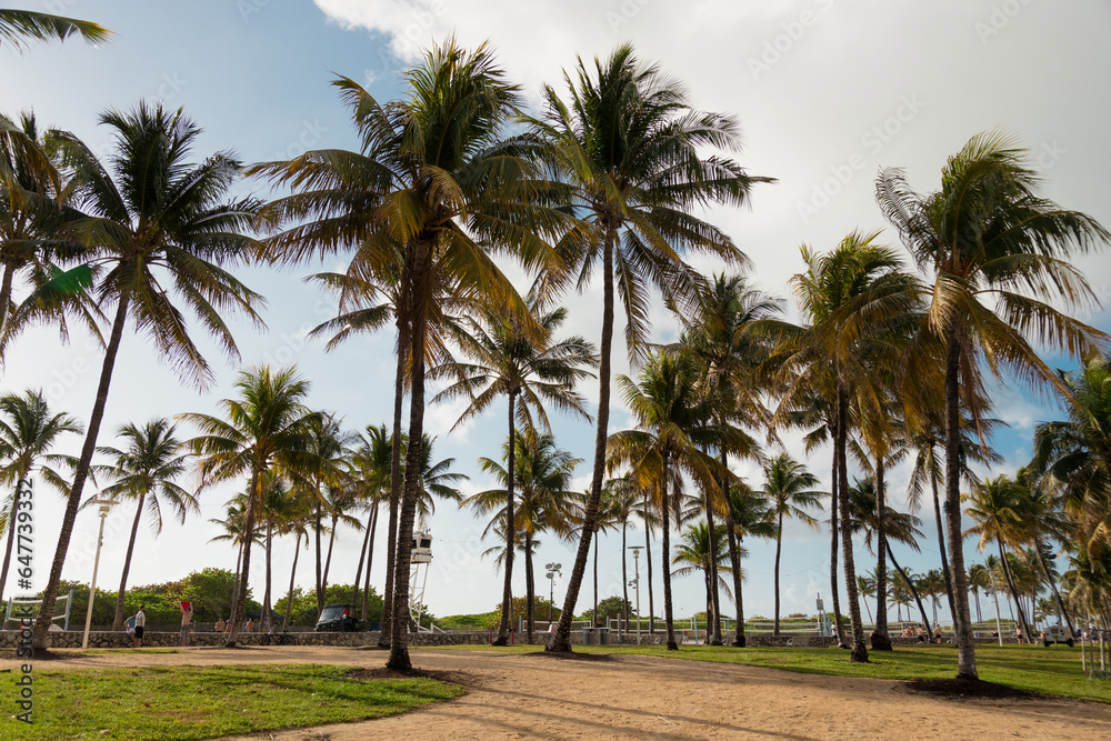 Relaxing sunrise at Miami Beach with palm trees. Blue sky with clouds Relaxing sunrise at Miami Beach with palm trees. Blue sky with clouds