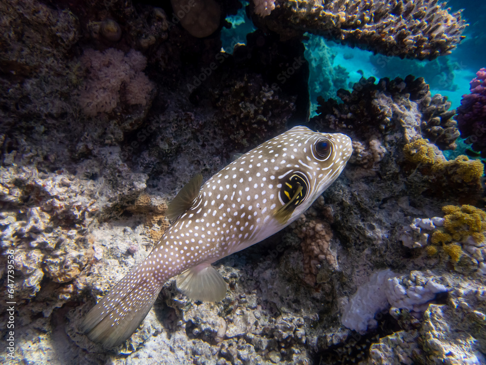 Cyclichthys spilostylus in a Red Sea coral reef Cyclichthys spilostylus in a Red Sea coral reef