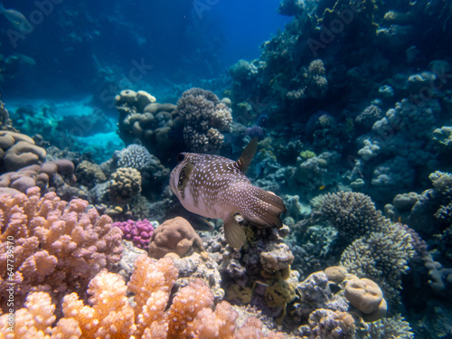 Cyclichthys spilostylus in a Red Sea coral reef © glebantiy