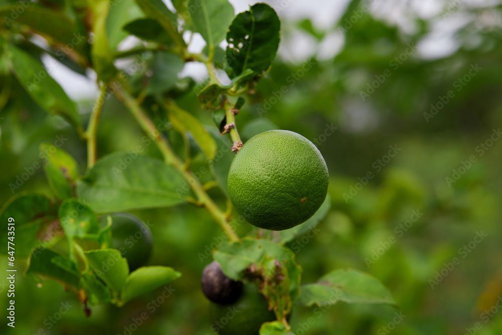 Fresh lime on tree branch
