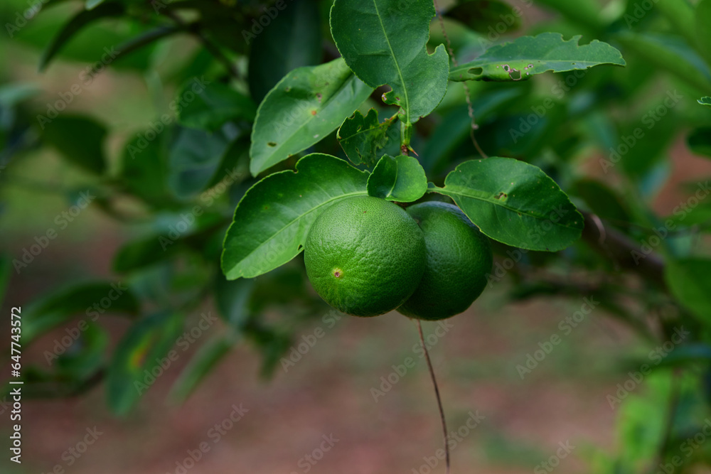Fresh lime on tree branch
Fresh lime on tree branch