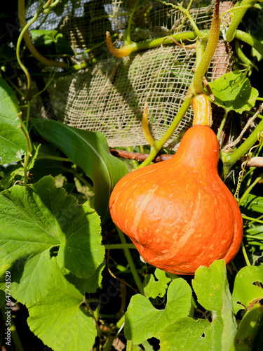 Uchiki kuri pumpkin in the farm  photo
