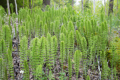 many common horsetail plants  growing at the forest floor