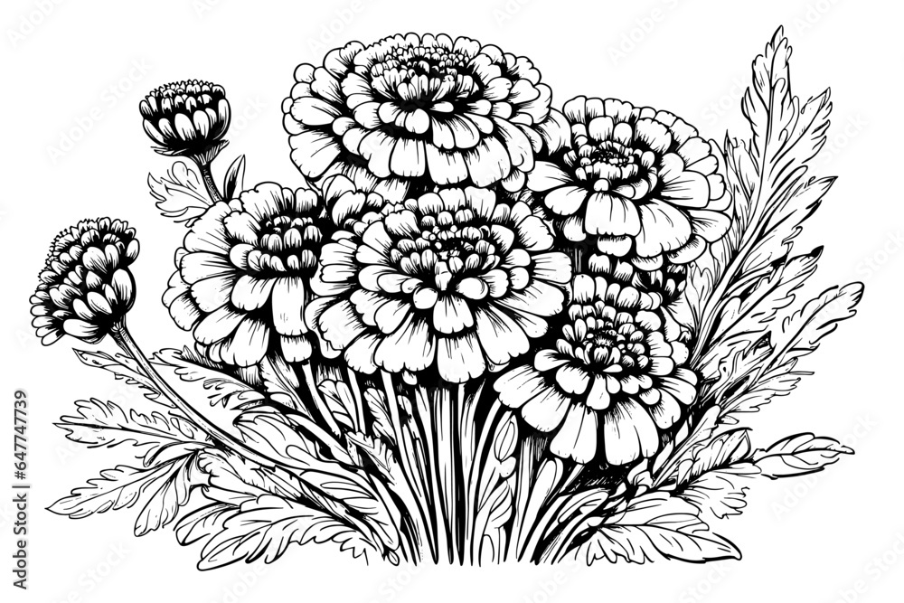 sketch drawn bouquet of flowers Calendula officinalis or marigold - obrazy, fototapety, plakaty 