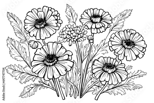 sketch Calendula flowers, bouquet Marigold, outline floral design elements isolated on white background, contour herbs