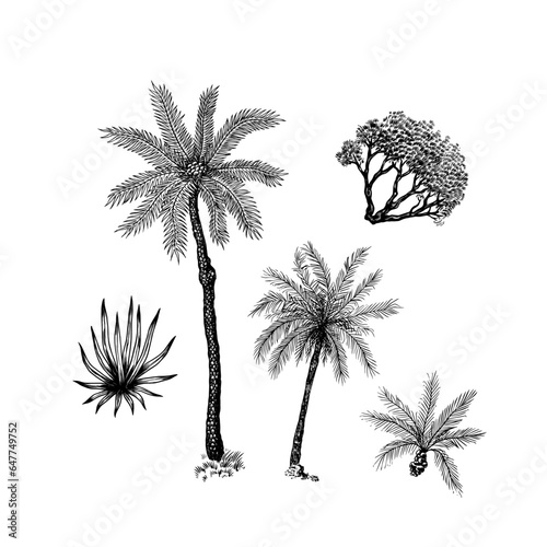 Coconut palm. Tropical trees exotic plants. Phoenix or Date varieties. Eastern landscape. Exotic nature. Linear Jungle. Hand drawn sketch in vintage style. © artbalitskiy