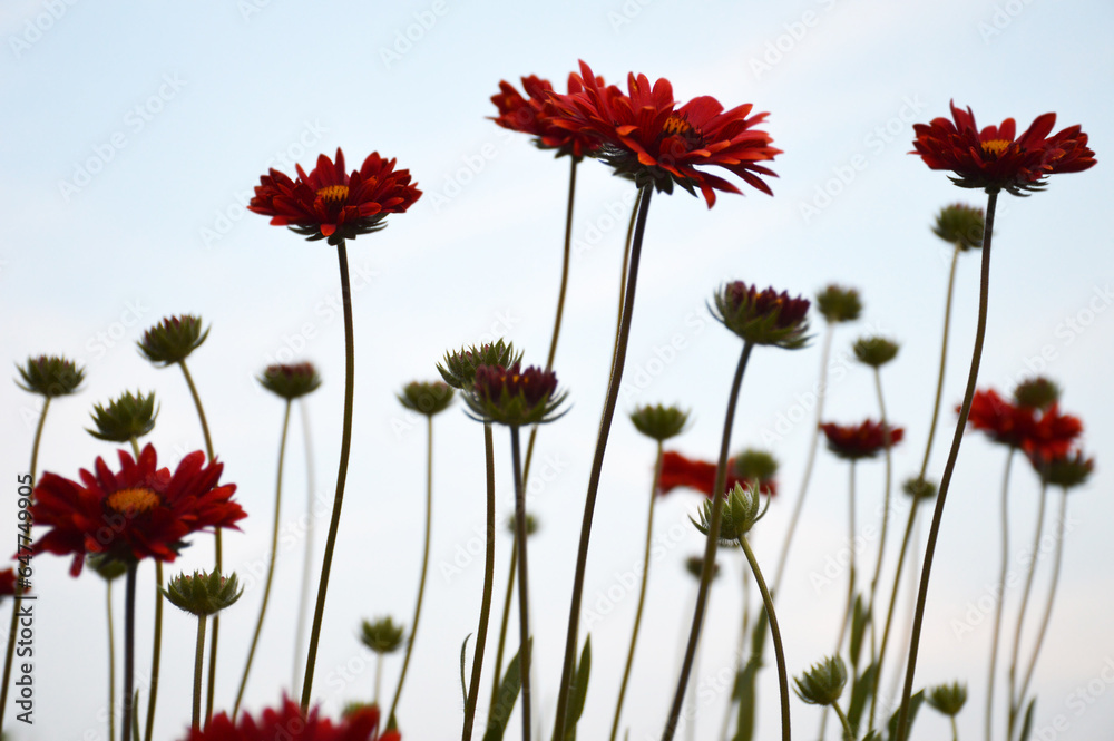 Blanket flowers (Gaillardia burgundy) growing in the summer garden Blanket flowers (Gaillardia burgundy) growing in the summer garden