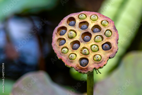 Close up shot of giant lotus seed head photo