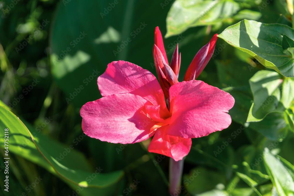 Indian flower cane (Canna indica)