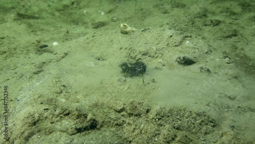 Green crab or Shore crab (Carcinus maenas) buries in the sandy bottom, last stage.