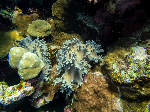 Unusually beautiful inhabitants of the coral reef of the Red Sea