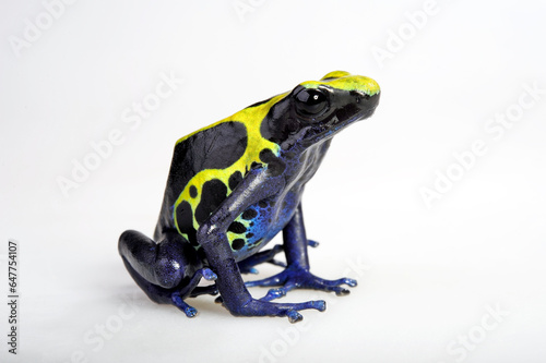 Färberfrosch // Dyeing poison dart frog (Dendrobates tinctorius) - Surinam