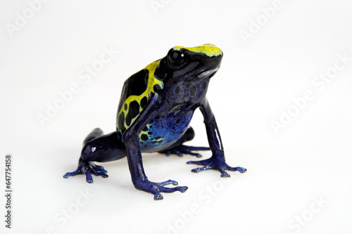 Färberfrosch // Dyeing poison dart frog (Dendrobates tinctorius) - Surinam