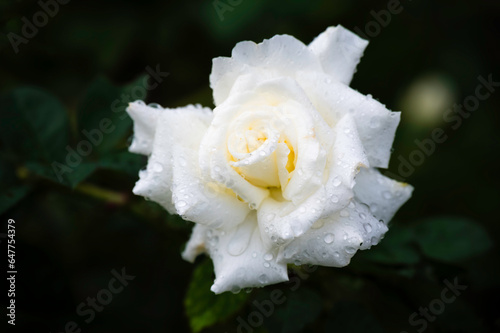 White rose with water drop on petals in garden