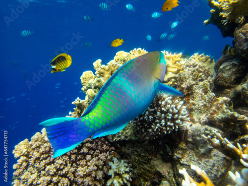 Fototapeta Naklejka Na Ścianę i Meble -  Unusually beautiful inhabitants of the coral reef of the Red Sea