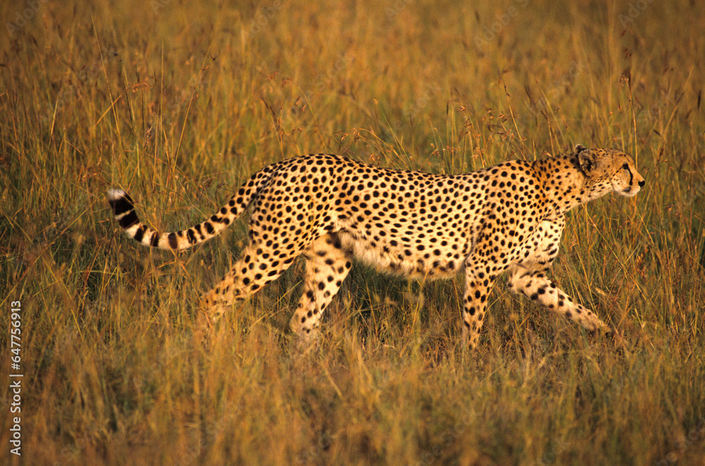 Naklejka premium Guépard, cheetah, Acinonyx jubatus, Parc national de Masai Mara, Kenya