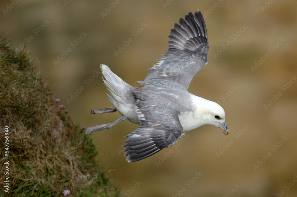 Fulmar boréal, Pétrel fulmar, .Fulmarus glacialis, Northern Fulmar Fulmar boréal, Pétrel fulmar, .Fulmarus glacialis, Northern Fulmar