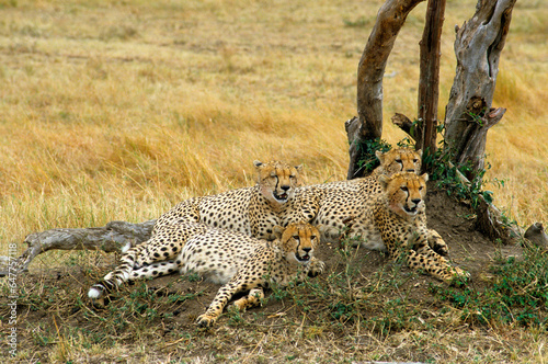 Guépard, cheetah, Acinonyx jubatus, Parc national de Masai Mara, Kenya