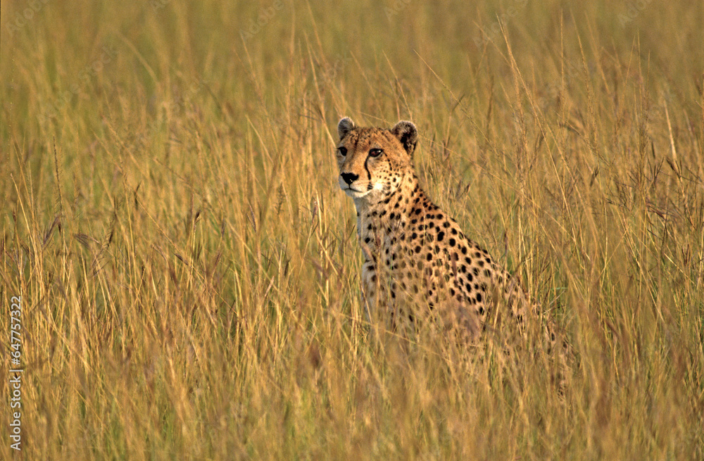 Guépard, Acinonyx jubatus, parc national du Serengeti, Tanzanie Guépard, Acinonyx jubatus, parc national du Serengeti, Tanzanie