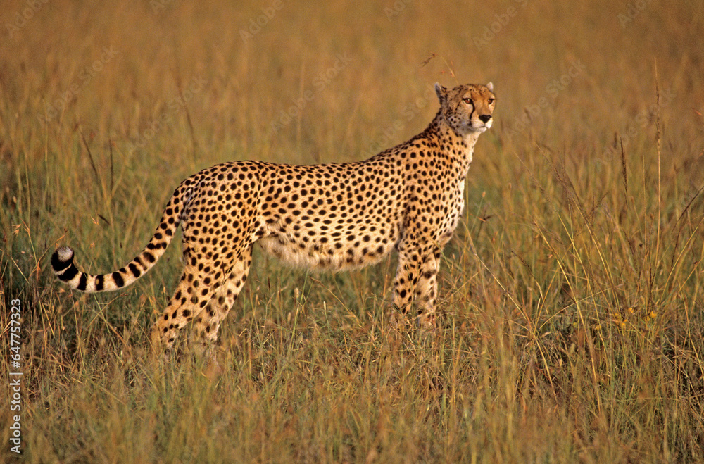 Guépard, Acinonyx jubatus, parc national du Serengeti, Tanzanie