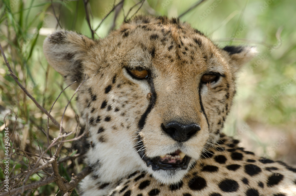 guepard, Acinonyx Jubatus, Afrique de l'Est guepard, Acinonyx Jubatus, Afrique de l'Est