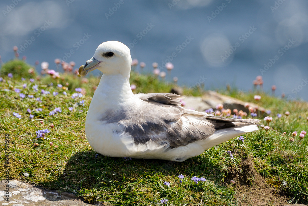 Fotografie Fulmar boréal,  Pétrel fulmar,