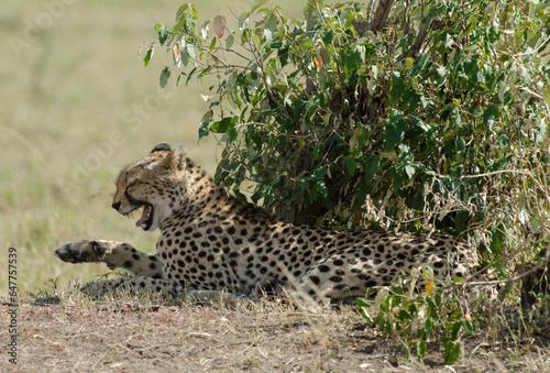 guepard, Acinonyx Jubatus, réserve de Masai Mara, Kenya
