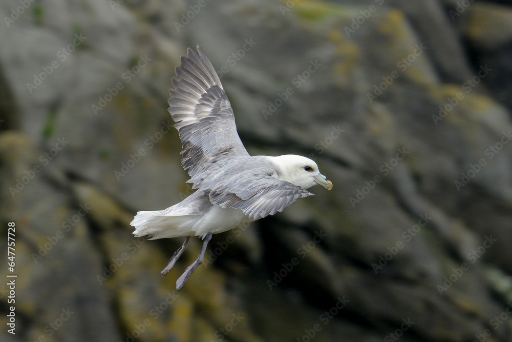 Fulmar boréal, Pétrel fulmar, .Fulmarus glacialis, Northern Fulmar Fulmar boréal, Pétrel fulmar, .Fulmarus glacialis, Northern Fulmar