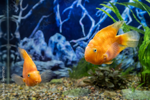 Orange parrot fish in the aquarium. Red Parrot Cichlid. Aquarium fish © Анатолий Савицкий