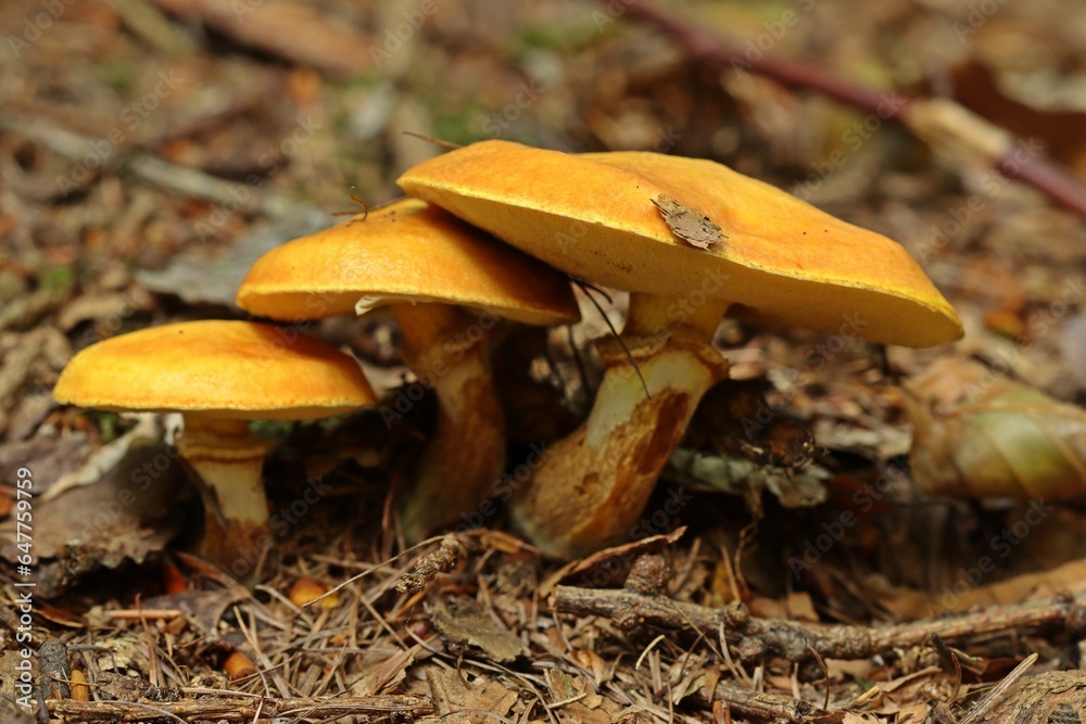 Fototapeta premium Gold-Röhrling (Suillus grevillei)