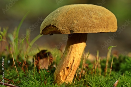 Ziegenlippe (Xerocomus subtomentosus)