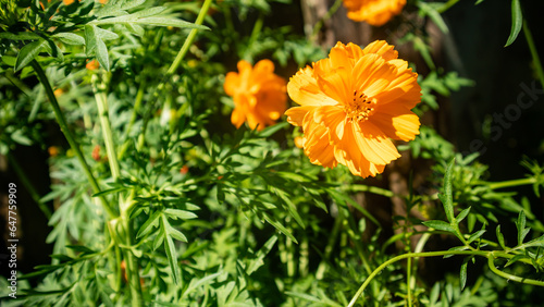 The beautiful cosmos sulphureus flowers are golden yellow photo