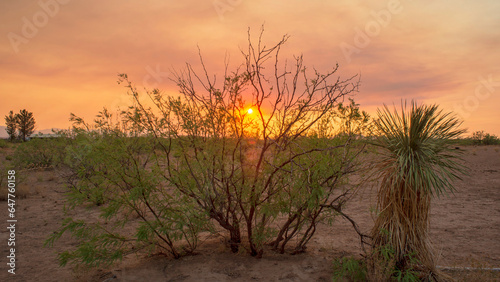 sunset in the desert
