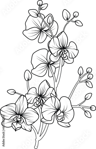 Orchid black and white vector drawing